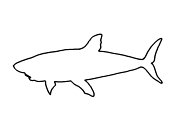 Zum Bild „Hai“ - Kindergottesdienst