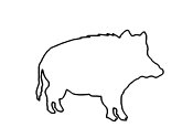 Zum Bild „Wildschwein“ - Kindergottesdienst