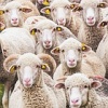 Abb. Schafe blicken erwartungsvoll